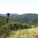 Casentino 1852
