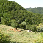 Casentino 1854