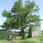 Casentino Falterona Falco 6227