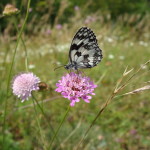Farfalla Cresta dei Tausani San Leo-321