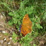 Farfalla Cresta dei Tausani San Leo-355