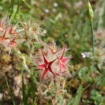 Fiore Cresta dei Tausani San Leo-301