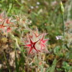 Fiore Cresta dei Tausani San Leo-301