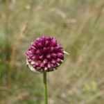Fiore Cresta dei Tausani San Leo-303