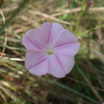 Fiore Cresta dei Tausani San Leo-305