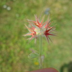 Fiore Cresta dei Tausani San Leo-320