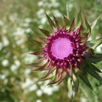 Fiore Cresta dei Tausani San Leo-327