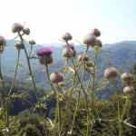 Fiori Casentino