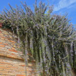 Gradara-63