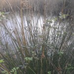 Juncus acutus (o maritimus) (2)