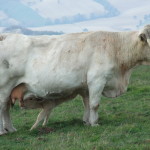 Parco Monte Cucco_251