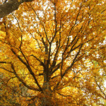 Parco Sasso Simone Simoncello 63