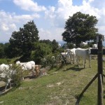 Parco Sasso Simone e Simoncello-03
