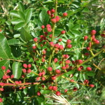 Pistacia Terebinthus Cresta dei Tausani San Leo-335