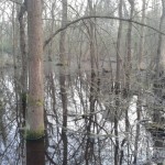 Punte alberete
