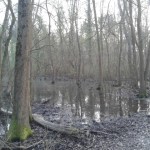 Punte alberete (3)