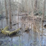 Punte alberete (5)