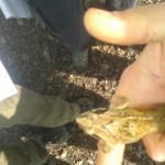 Rana dalmatina - Rana agile