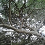 San Bartolo-16