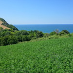 San Bartolo-553
