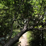 San Bartolo-800