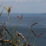 San Bartolo-826