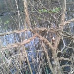 Ulmus minor var suberosa - Olmo campestre var. suberosa (2)