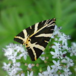 Il Catria-3073