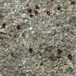 Onferno-selenite-763