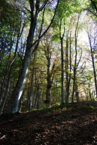 Carpegna.154
